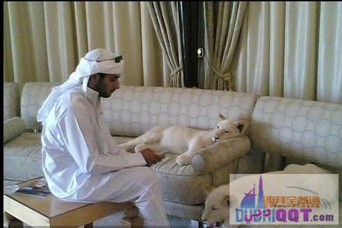 ��������������ʨ