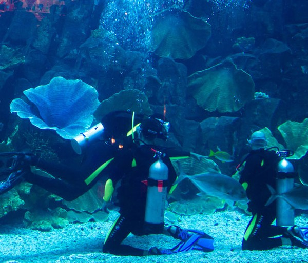 �ϰݻ���Ǳˮ