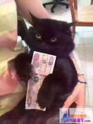 �ϰݹ��ʳ����ݳ��и�����ɫèè��������