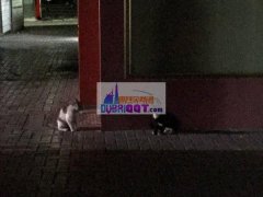 Ѱ��ľ�����ľ�����ж���ڰ�è