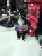 Ѱ��ľ�����ľ�����ж���ڰ�è