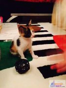 һ�����µ�èè˭Ҫ����