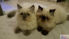 ��������ת�ó�����Ѽ���ֻè����ۣ�ϲ������