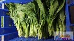 ���ϰݶ�����ũ���߲�ֱӪ�꡿