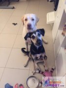 ����С����һֻ���껤���������оƬ��ȫ