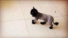 �봿���л������粨˹è����