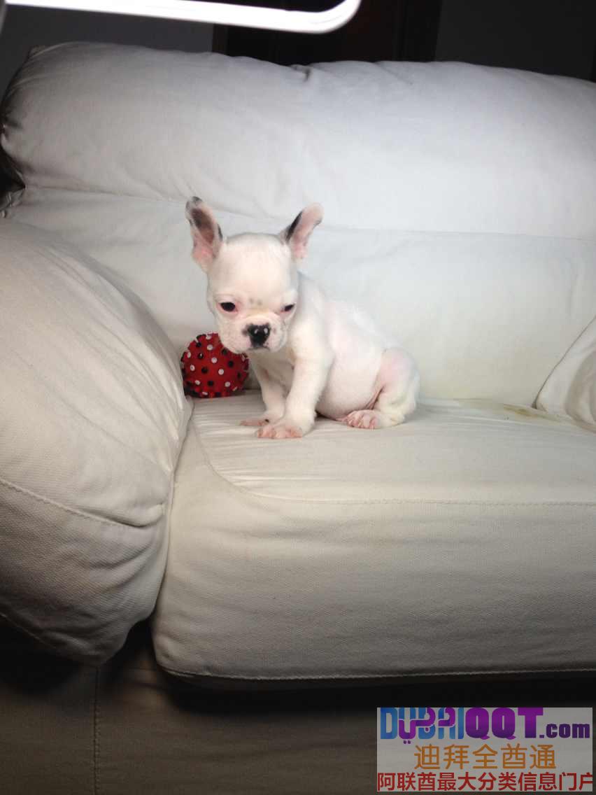 专业繁殖狗狗,需要的请联系我 专业繁殖狗狗,需要的请联系我