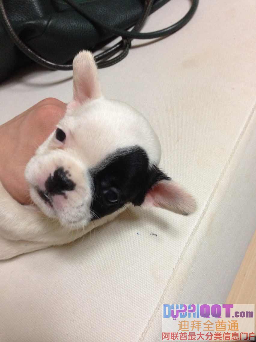 专业繁殖狗狗,需要的请联系我 专业繁殖狗狗,需要的请联系我