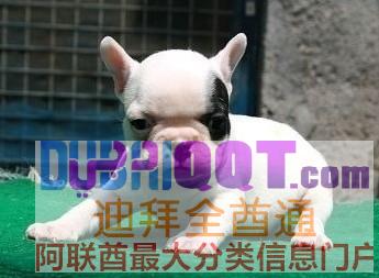 专业繁殖狗狗,需要的请联系我 专业繁殖狗狗,需要的请联系我