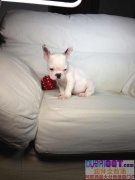 专业繁殖狗狗,需要的请联系我 专业繁殖狗狗,需要的请联系我