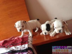 רҵ��ֳ��������Ҫ������ϵ��