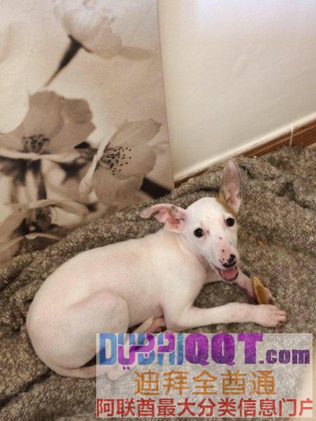 三个月大小母狗求领养 三个月大小母狗求领养