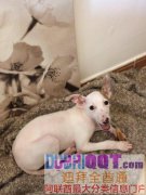 �����´�Сĸ��������