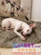 三个月大小母狗求领养 三个月大小母狗求领养