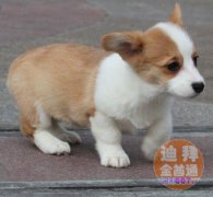 ����רҵȮ�ᣬƷ����ȫ���ɷɹ��⣬������֤��