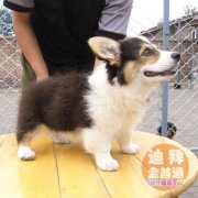 ����רҵȮ�ᣬƷ����ȫ���ɷɹ��⣬������֤��