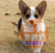 ����רҵȮ�ᣬƷ����ȫ���ɷɹ��⣬������֤��