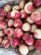 ���ϰݰٹ�԰������ˮ�������Ρ��ʻ�ȫ�ϰ�ÿ������