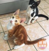 3���µ�Сè�� �������