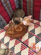 3���µ�Сè�� �������