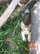 3���µ�Сè�� �������