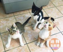 3���µ�Сè�� �������