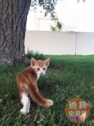 3���µ�Сè�� �������