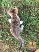 3���µ�Сè�� �������