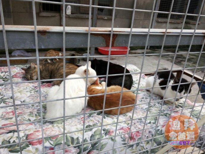 流浪小动物救助中心 流浪小动物救助中心