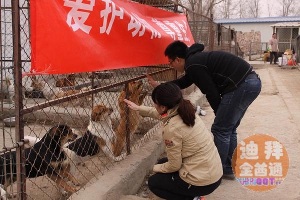 流浪小动物救助中心 流浪小动物救助中心