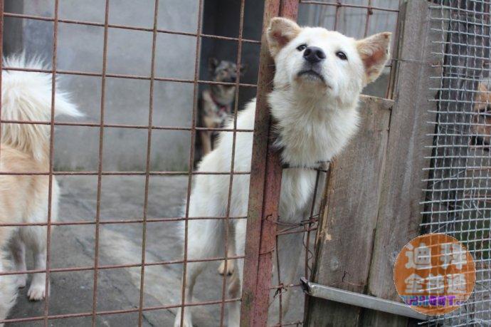流浪小动物救助中心 流浪小动物救助中心