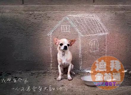 流浪小动物救助中心 流浪小动物救助中心