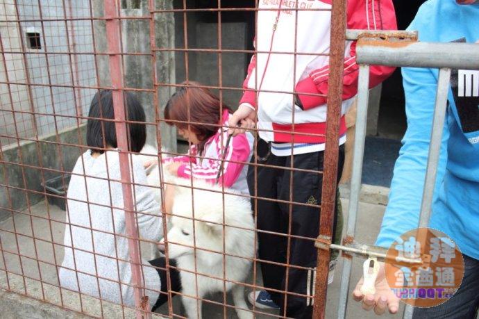 流浪小动物救助中心 流浪小动物救助中心