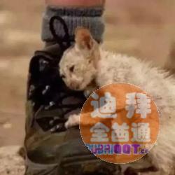 流浪小动物救助中心 流浪小动物救助中心