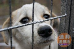 ����С�����������