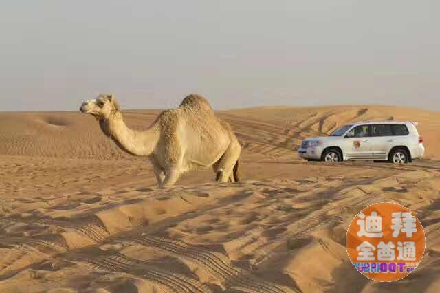 迪拜华人服务: 接机送机,商务考察,展会接送,代驾 迪拜华人服务: 接机送机,商务考察,展会接送,代驾