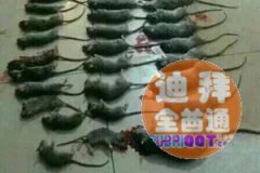 ������ء������������������