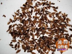 ������ء������������������