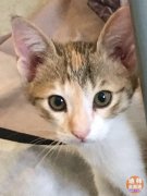 3���µ�Сè�䣬 �������