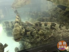 ���ϰݹ��ʳǺ��ʡ��������������ʺ��ʵ���Ӫҵ��