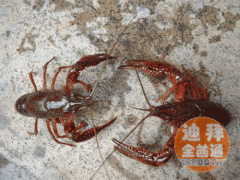 �ϰݹ�Ӧ�й�С��Ϻ