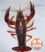 �ϰݹ�Ӧ�й�С��Ϻ