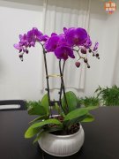 �ϰ��й�԰��VS�������Ȼ�������,���ذ�������ľ�г�������ת