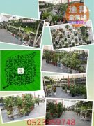 �ϰ��й�԰��VS�������Ȼ�������,���ذ�������ľ�г�������ת