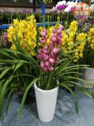 �ϰ��й�԰��VS�������Ȼ�������,���ذ�������ľ�г�������ת