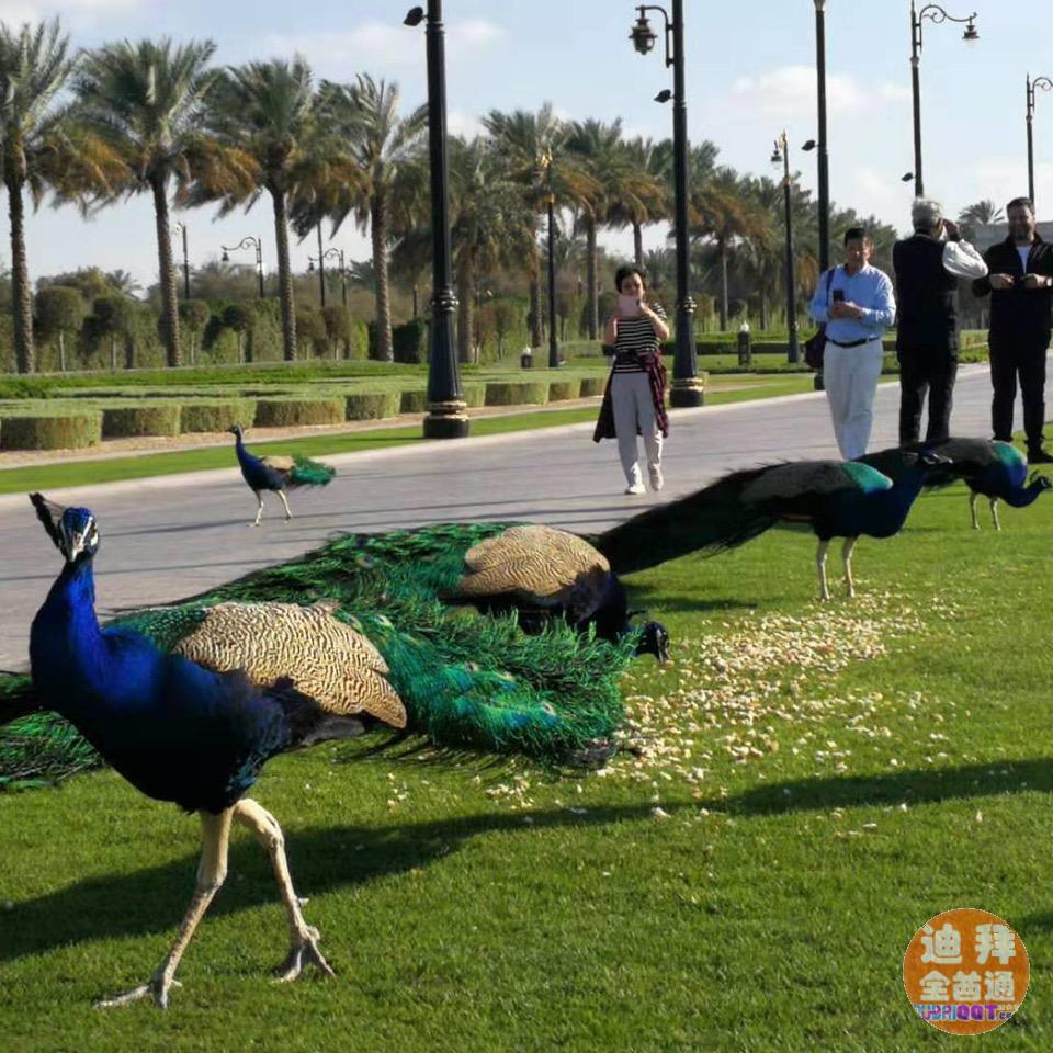 迪拜房产自住投资优选项目硅谷多套别墅低价出售 迪拜房产自住投资优选项目硅谷多套别墅低价出售