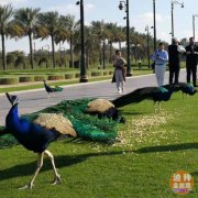 迪拜房产自住投资优选项目硅谷多套别墅低价出售 迪拜房产自住投资优选项目硅谷多套别墅低价出售