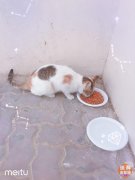 �����è��