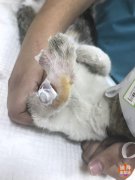 �����è��