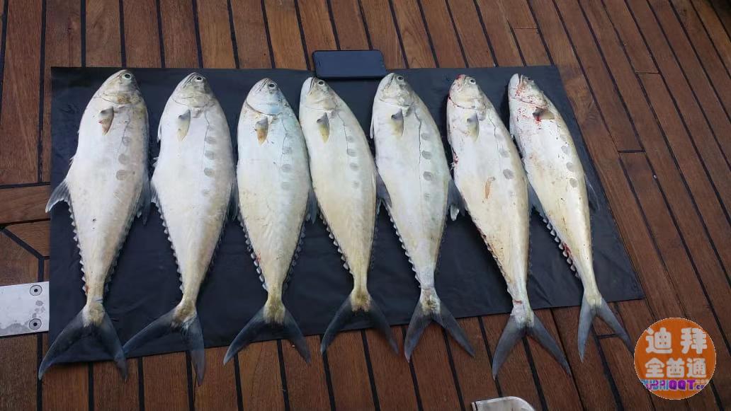 悟空游艇,专业深海钓鱼艇上线 悟空游艇,专业深海钓鱼艇上线